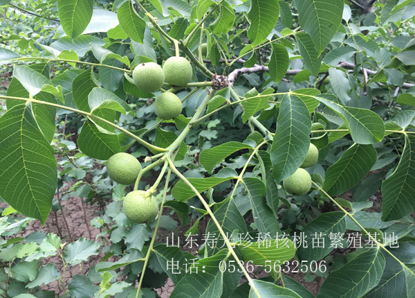 核桃樹苗葉子發黃發黑原因